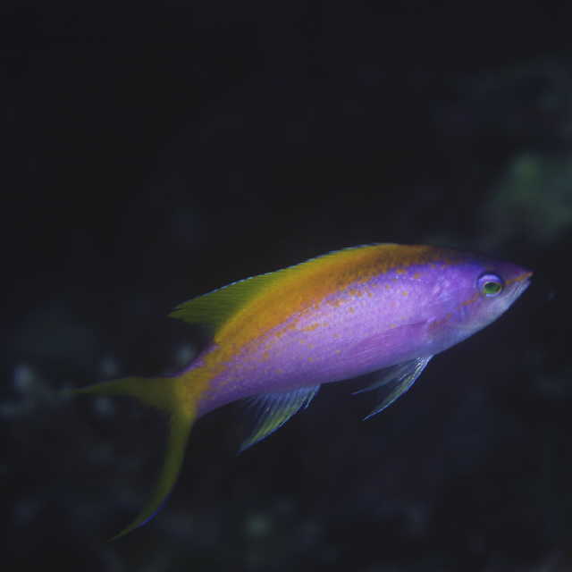 Pseudanthias evansi